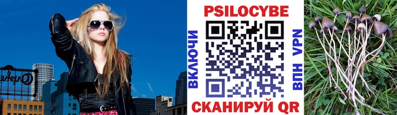 Купить где  Шлиссельбург  Псилоцибиновые грибы Psilocybine cubensis 